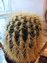 Kaktus duży echinocactus