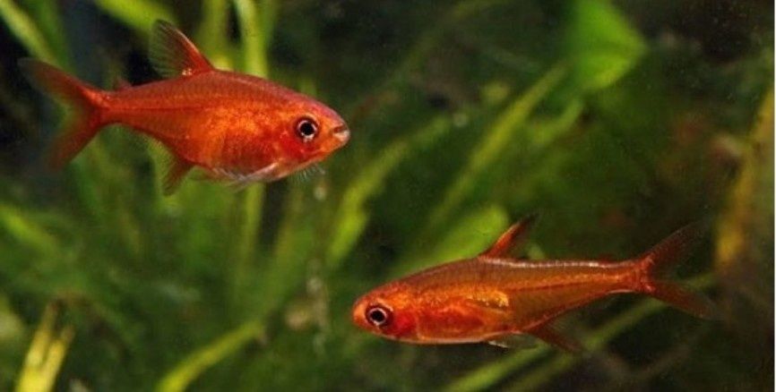 Bystrzyk Amandy Kraków (Swoszowice)