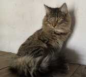 Gatinho Bosques da Noruega com LOP