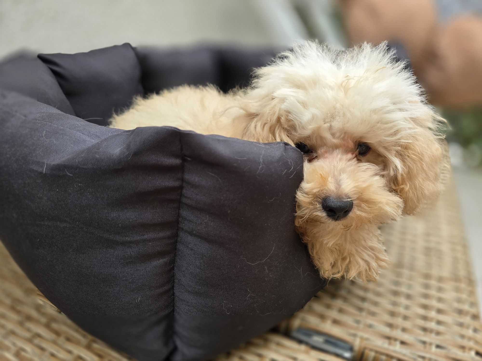 Maltipoo / chłopczyk