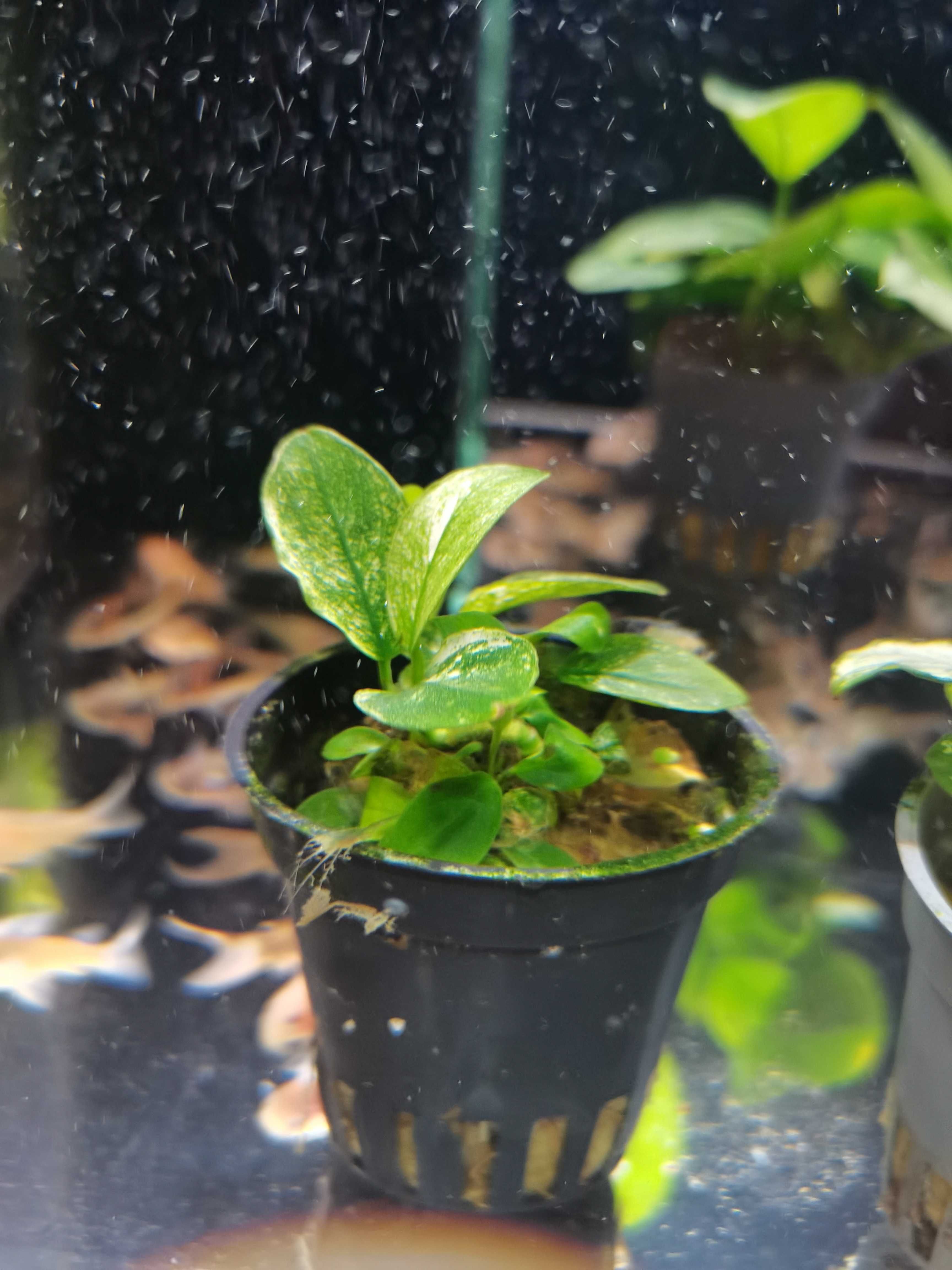 Anubias Pinto / SKLEP SKALAR