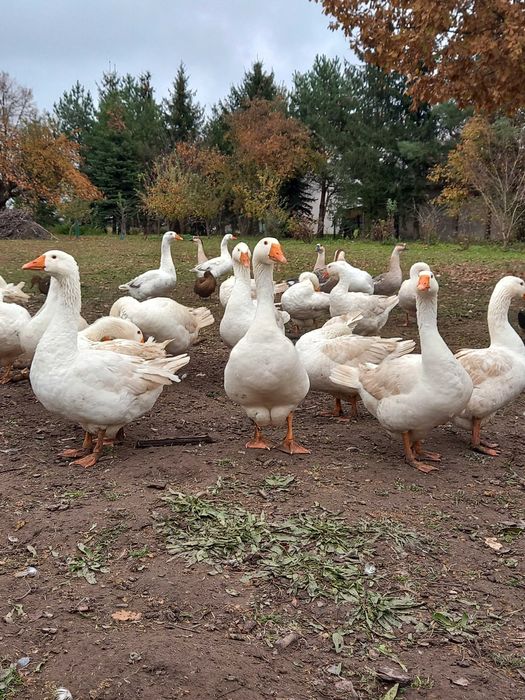 Sprzedam Gęsi białe kołudzkie