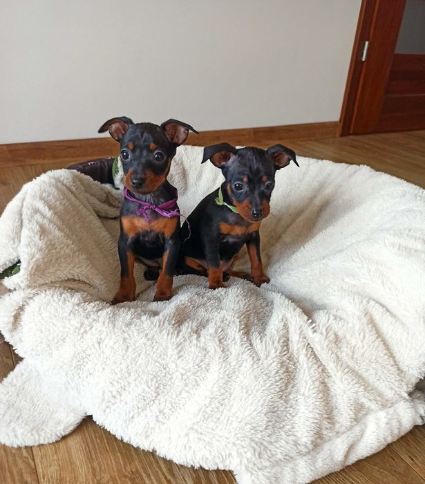 PINCZER SUCZKA ratlerek miniaturowy szczenię sarenka xxs mini