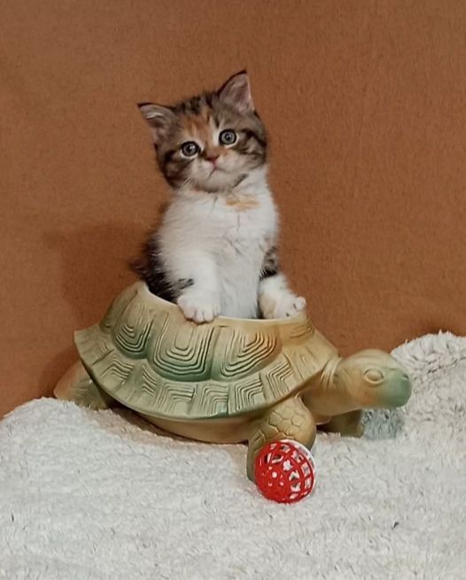 Котенок : Потешная игрунка .