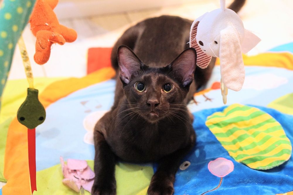 Peterbald kocurek orientalny gotowy do zmiany domku prawdziwy rodowód