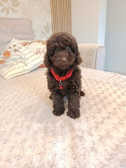 Pudel czekoladowy piesek miniaturka