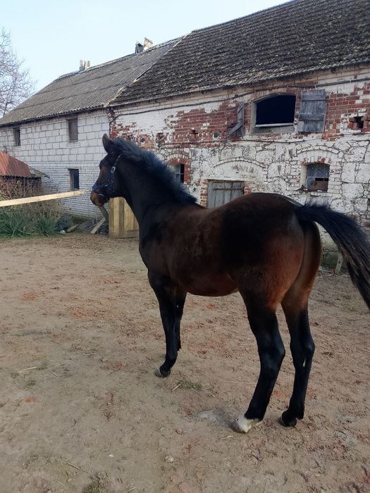 Źrebak ogier 7 miesięcy
