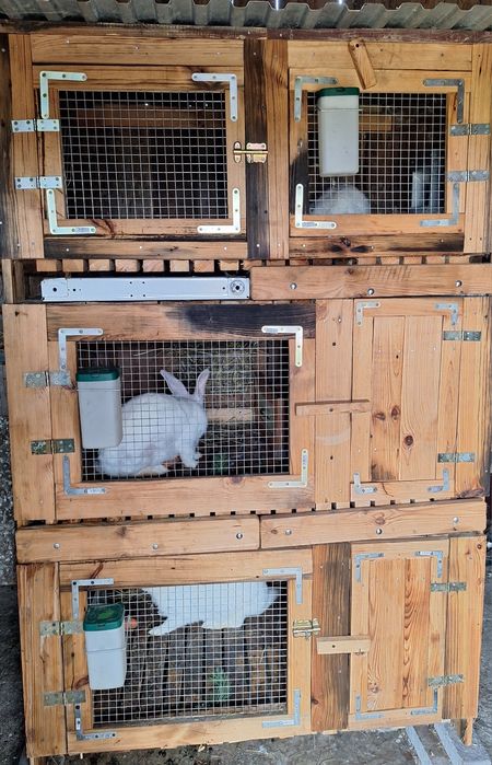 Króliki termondzkie białe