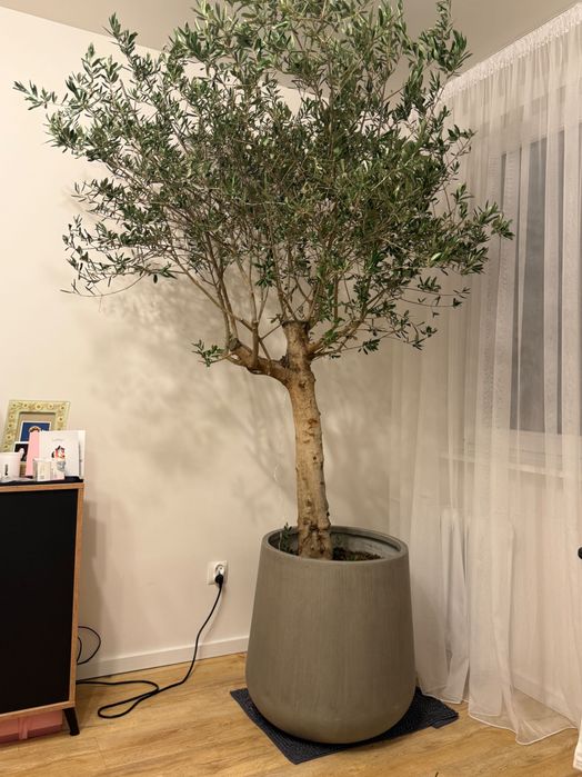 Drzewo oliwkowe z doniczką