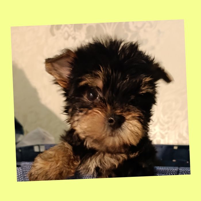 Мини малыши йорки