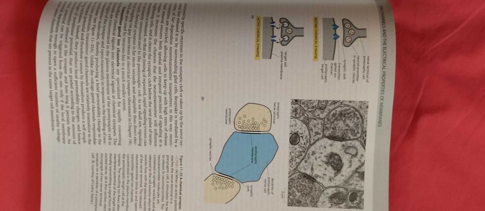 Molecular Biology of the cell