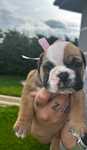 Buldog Angielski