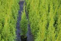 Tuje Tuja Szmaragd zielone THUJA OCCIDENTALIS 45cm 55 cm