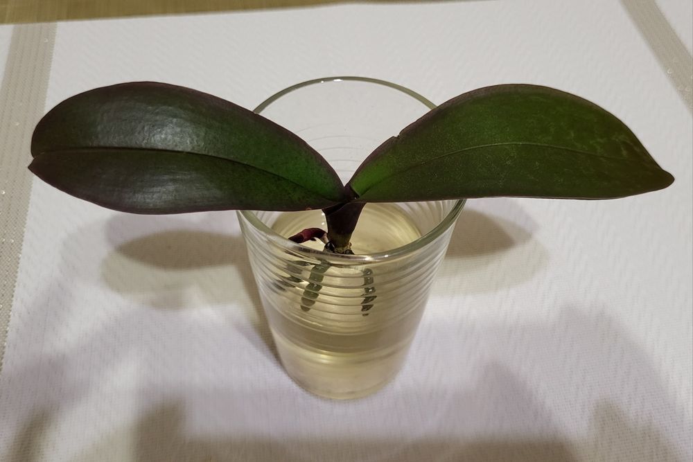 Орхідея Стюартіна