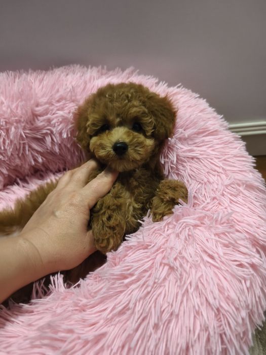 Дівчинка той пуделя 2,5 міс.