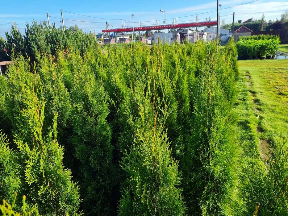 Tuja Szmaragd Szmaragdowa Tuje Szmaragdy 150CM Wys hodowane w doniczce