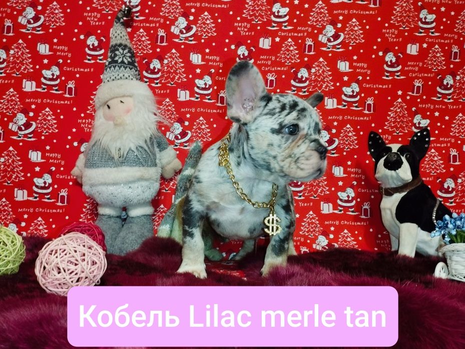 Обалденный кобелей Лилак мерле тан. Доставка по всему Миру.