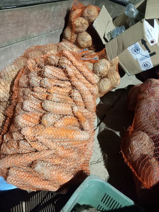 Marchew jadalna sprzedam