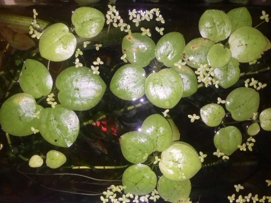 Живые водоросли для аквариума