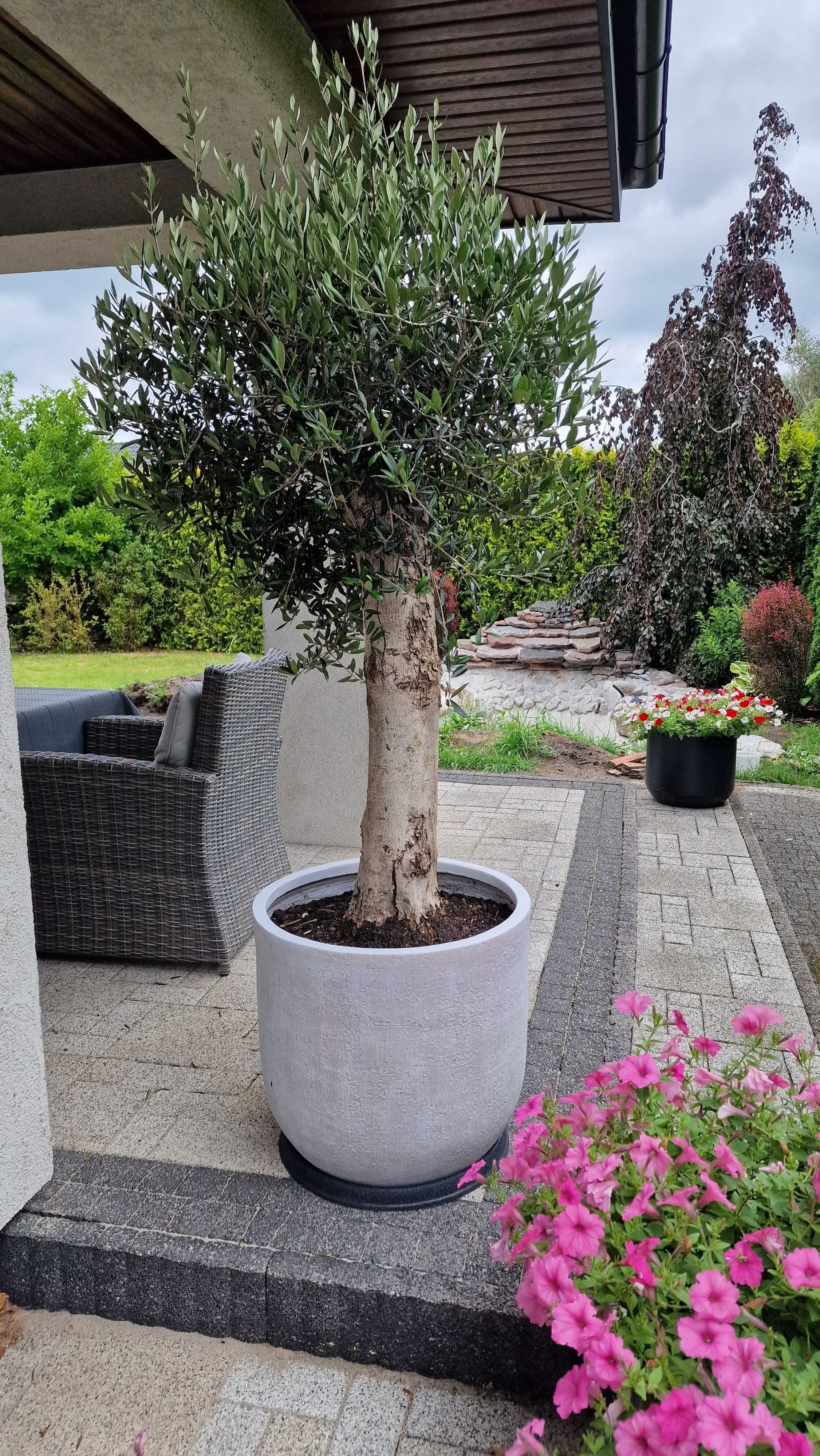 Drzewko oliwne - Oliwka europejska - Olea Europaea