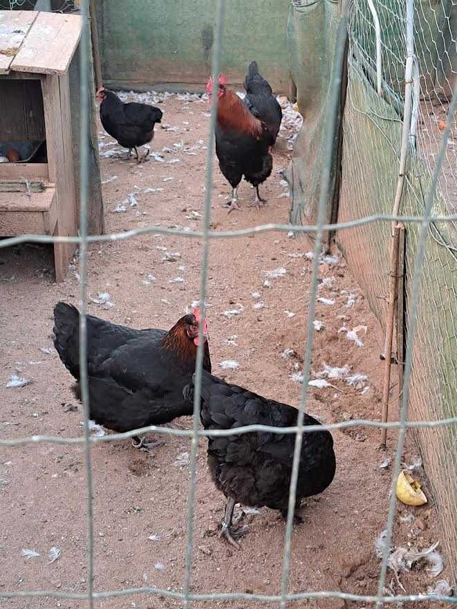 Galos e Galinhas de raça MARANS