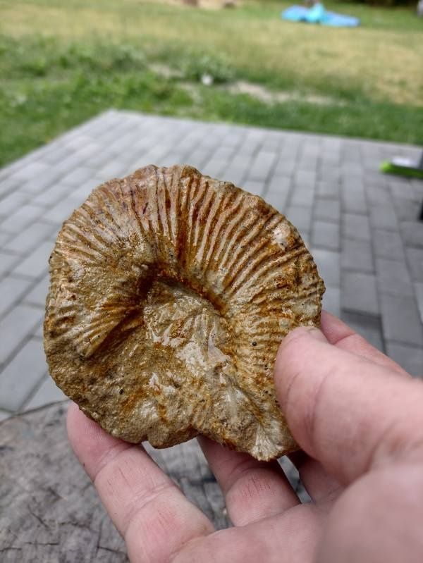 Amonit jura skamielina