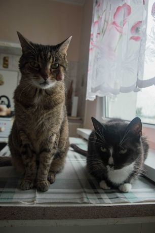 Filuś i Luna - czy zdarzy się cud i starsze kotki znajdą dom?