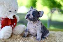 Buldog Francuski Blue Merle