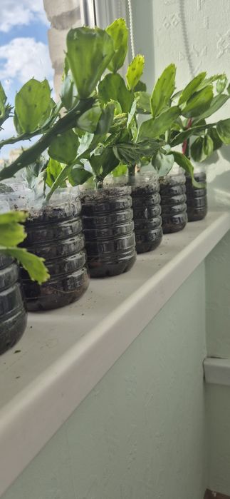 Кактус опунция, опунція