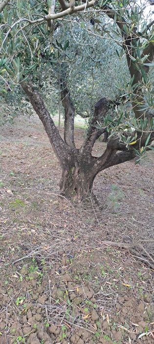 Oliveiras jardim ou lenha
