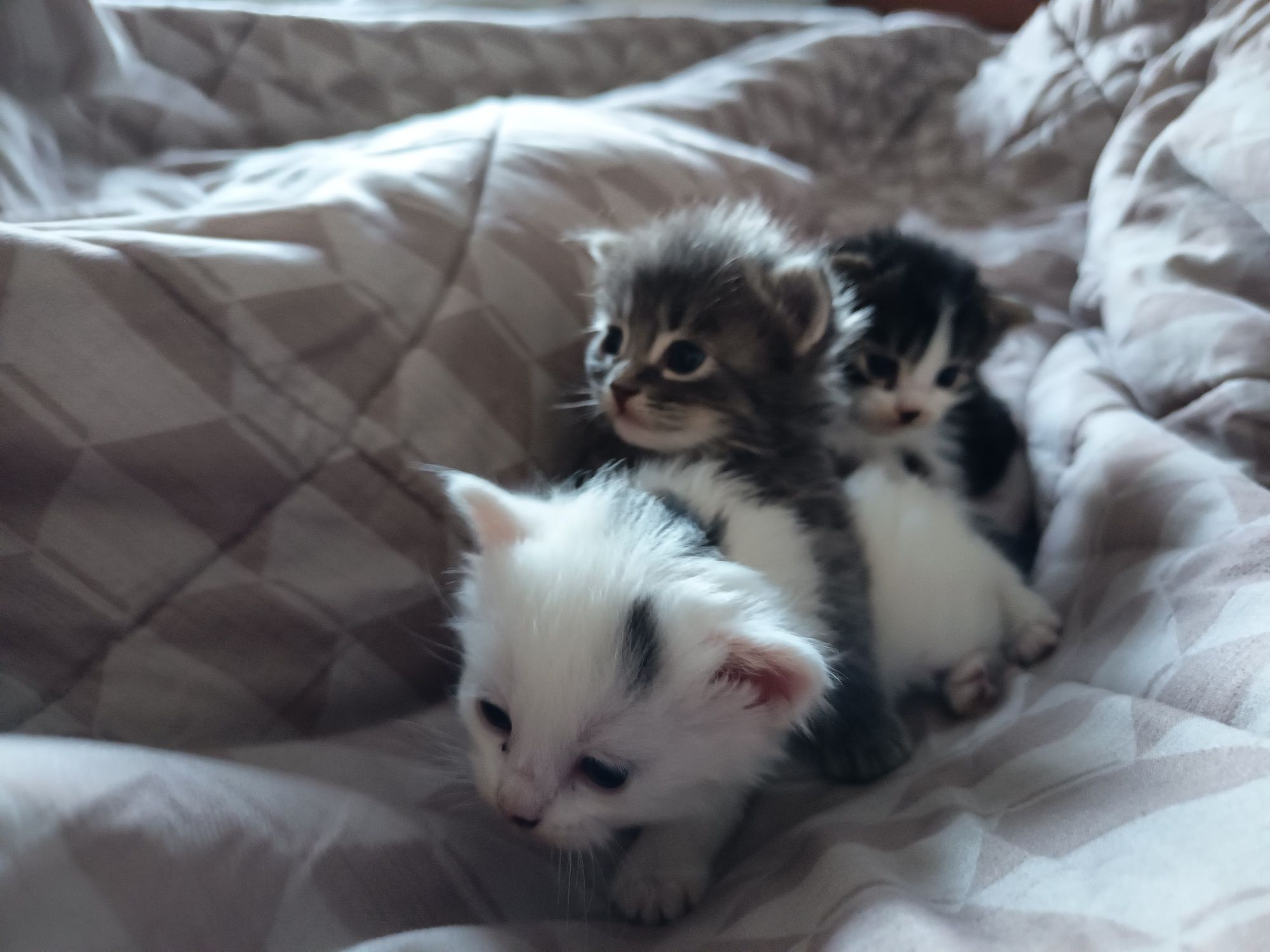 3 gatinhos para doação responsável