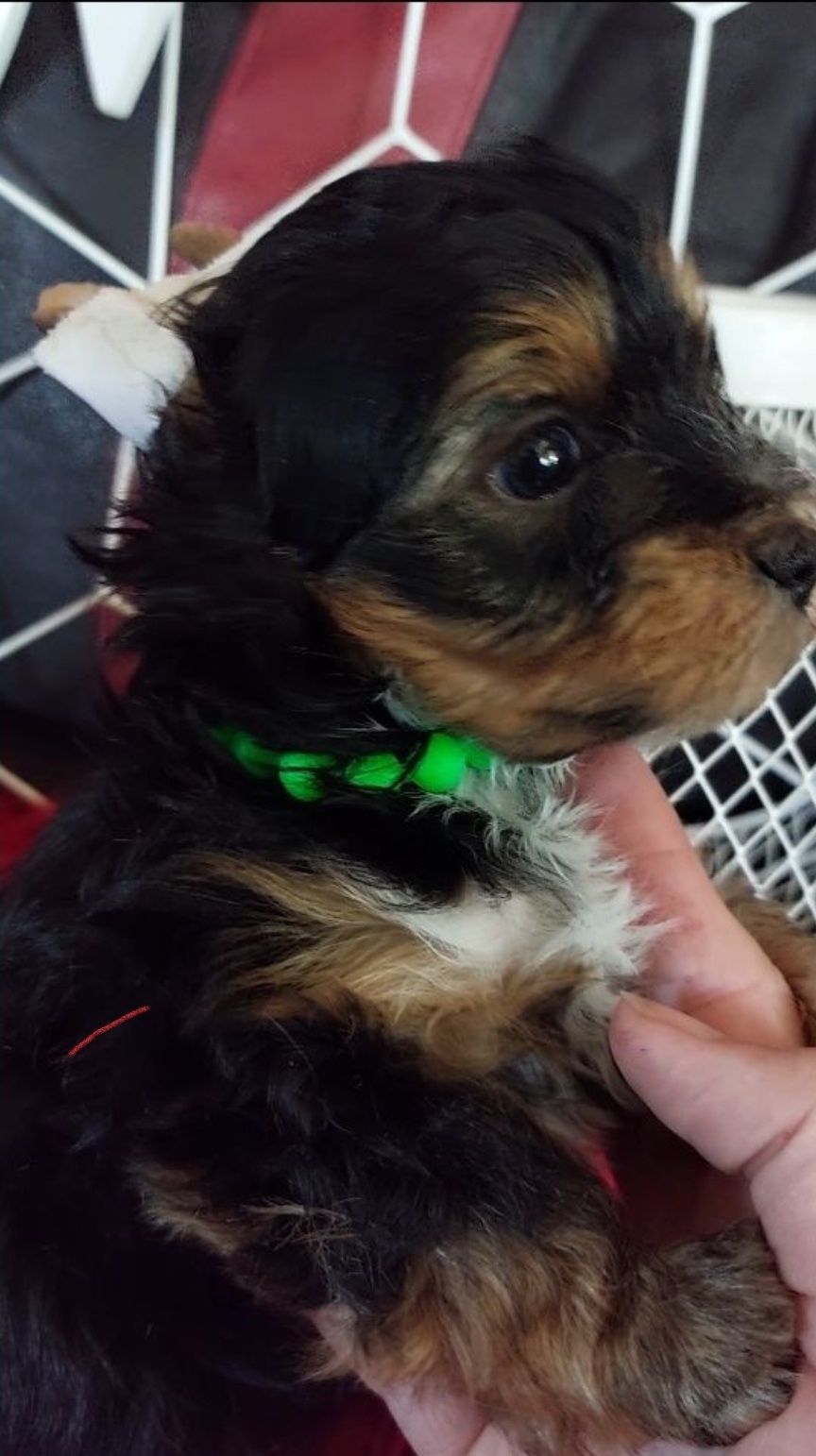 York Yorkshire  Terrier. Suczka  . Rodowód +chip