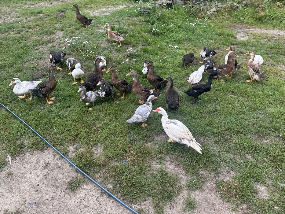 Kaczki staropolskie francuskie tego roczne