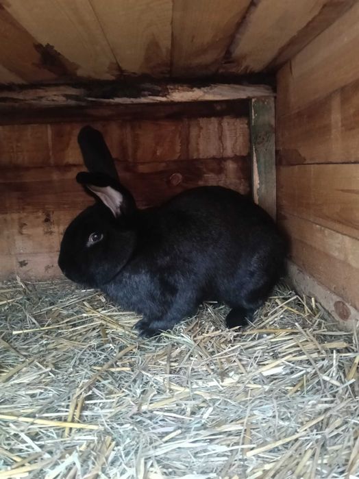 Sprzedam króle belgijskie