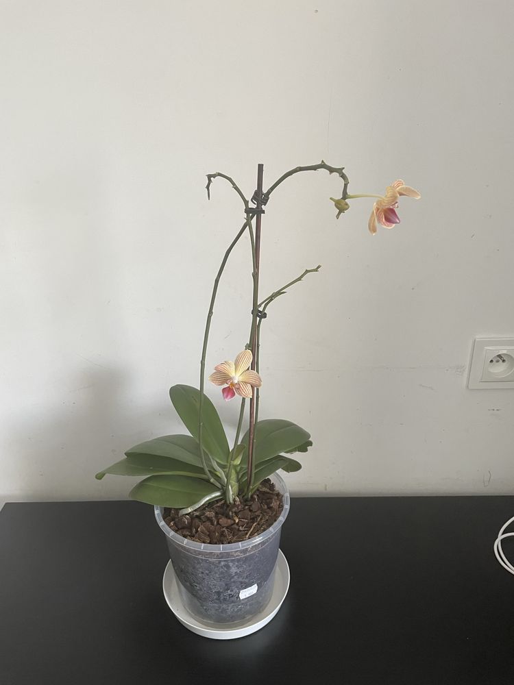 orchidea z kwiatami