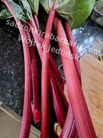 Sadzonki rabarbaru