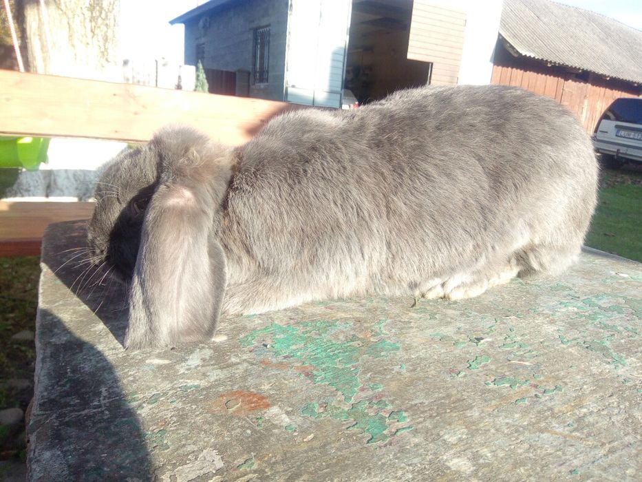 Французький баран