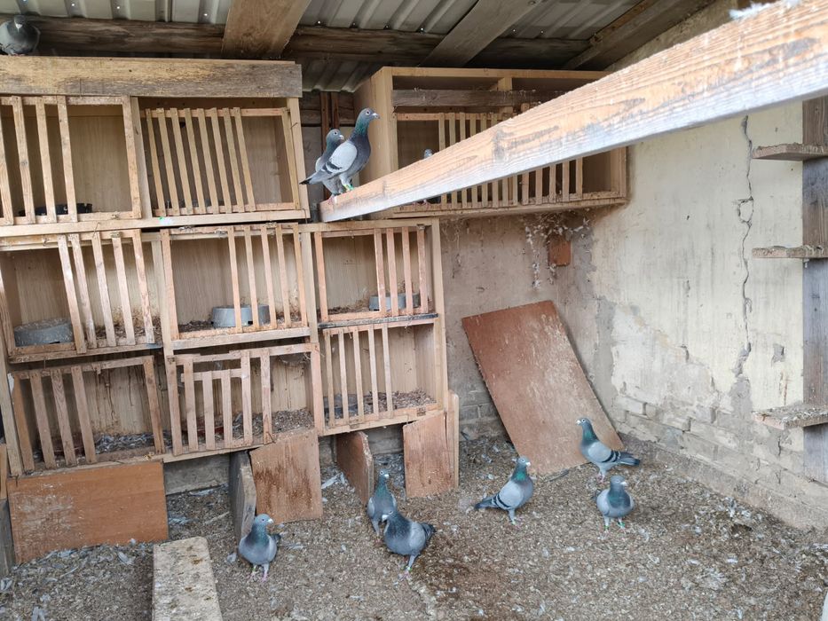 Sprzedam gołębie pocztowe