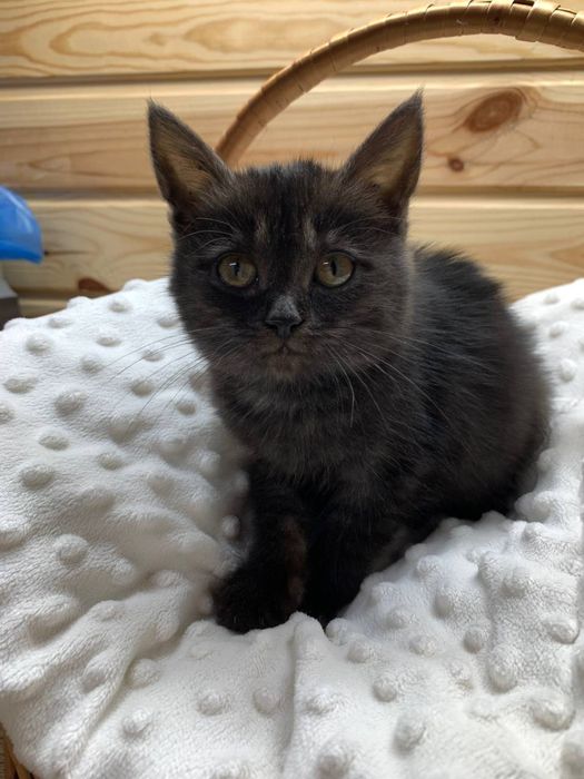 Кошенятко в добрі ручки