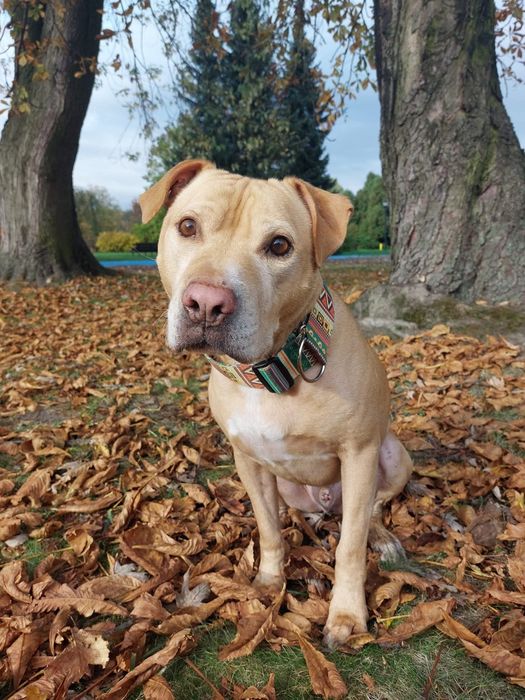 Teodor- łagodny domowy pies szuka rodziny do pokochania