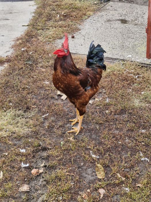 Півень.   Півні.