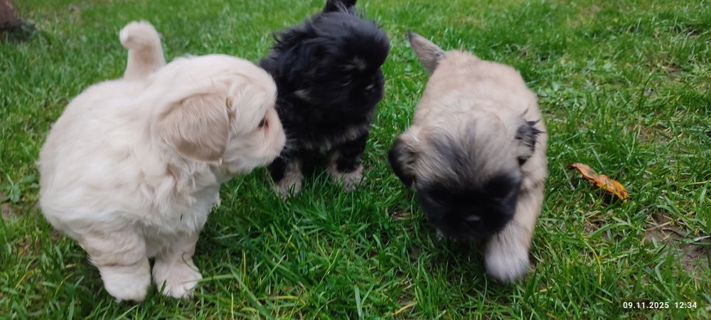 Продам собачки королівського пекінеса