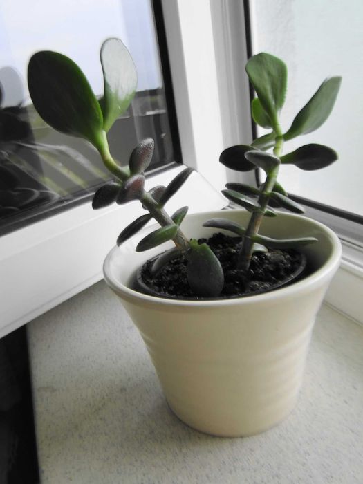 Kwiatek gratis Ceramiczna osłonka na kwiatek doniczkowy