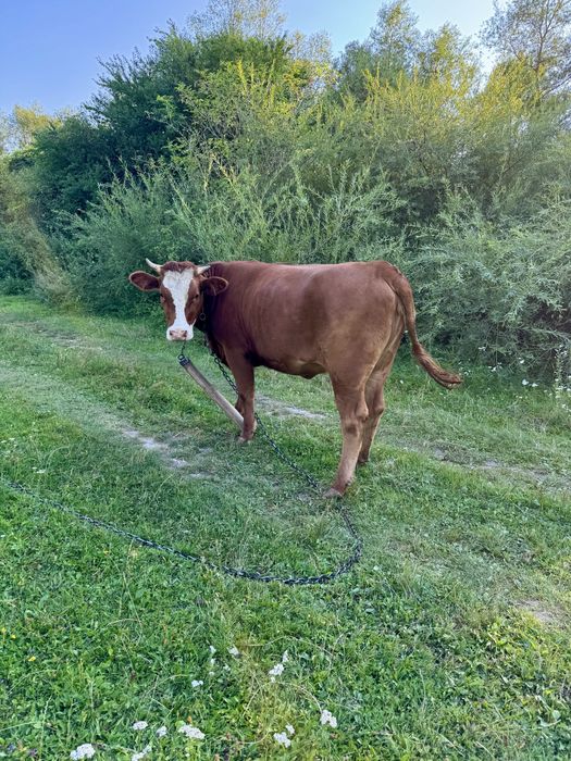 Продається телиця