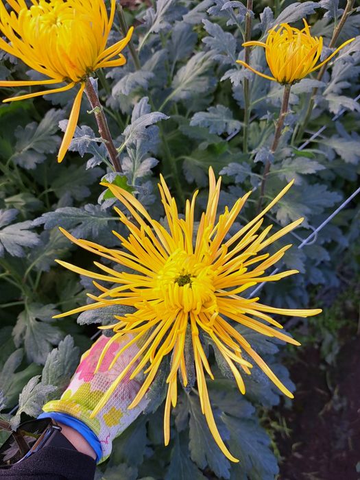 Chryzantemy cięte cremist