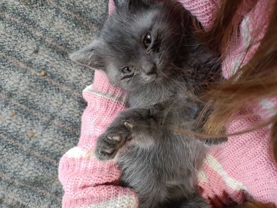 Отдаем котенка мальчика