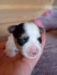 Biewer Yorkshire Terrier Pies ZKwP FCI 100% czystość rasy