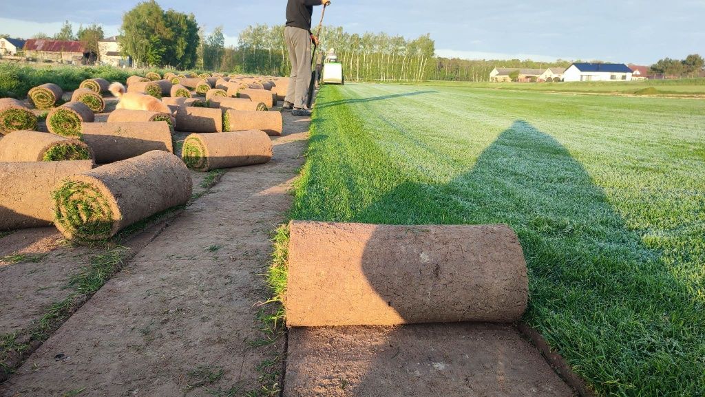 Trawa z rolki Barenbrug rożne odmiany, Producent.