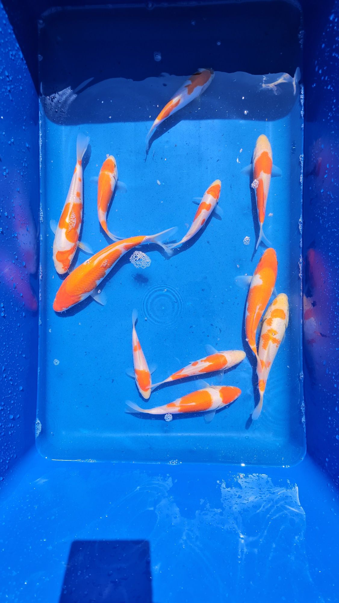 Kohaku Karp Koi -Ślask
