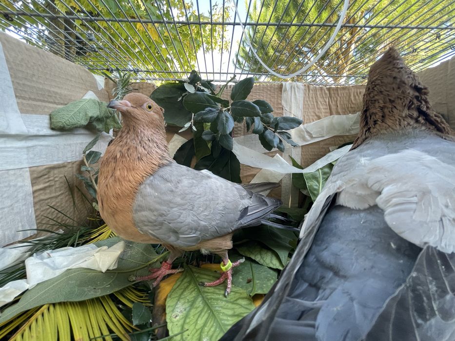 Arcajos asa azul peito dourado